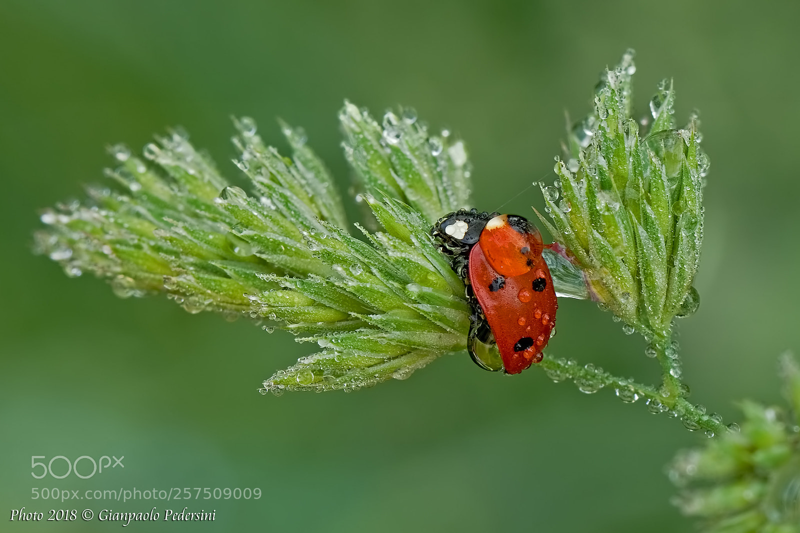 Canon EOS 7D Mark II sample photo. Gioielli photography