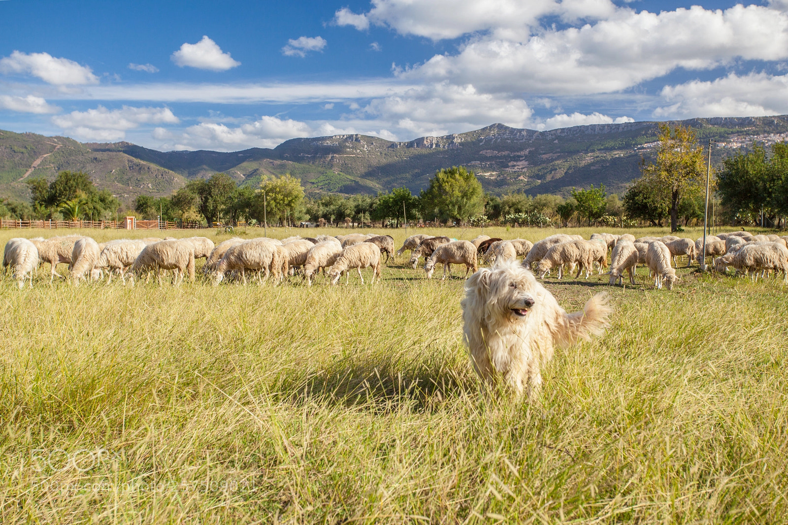 Canon EOS 5D Mark II sample photo. Dog and sheep photography