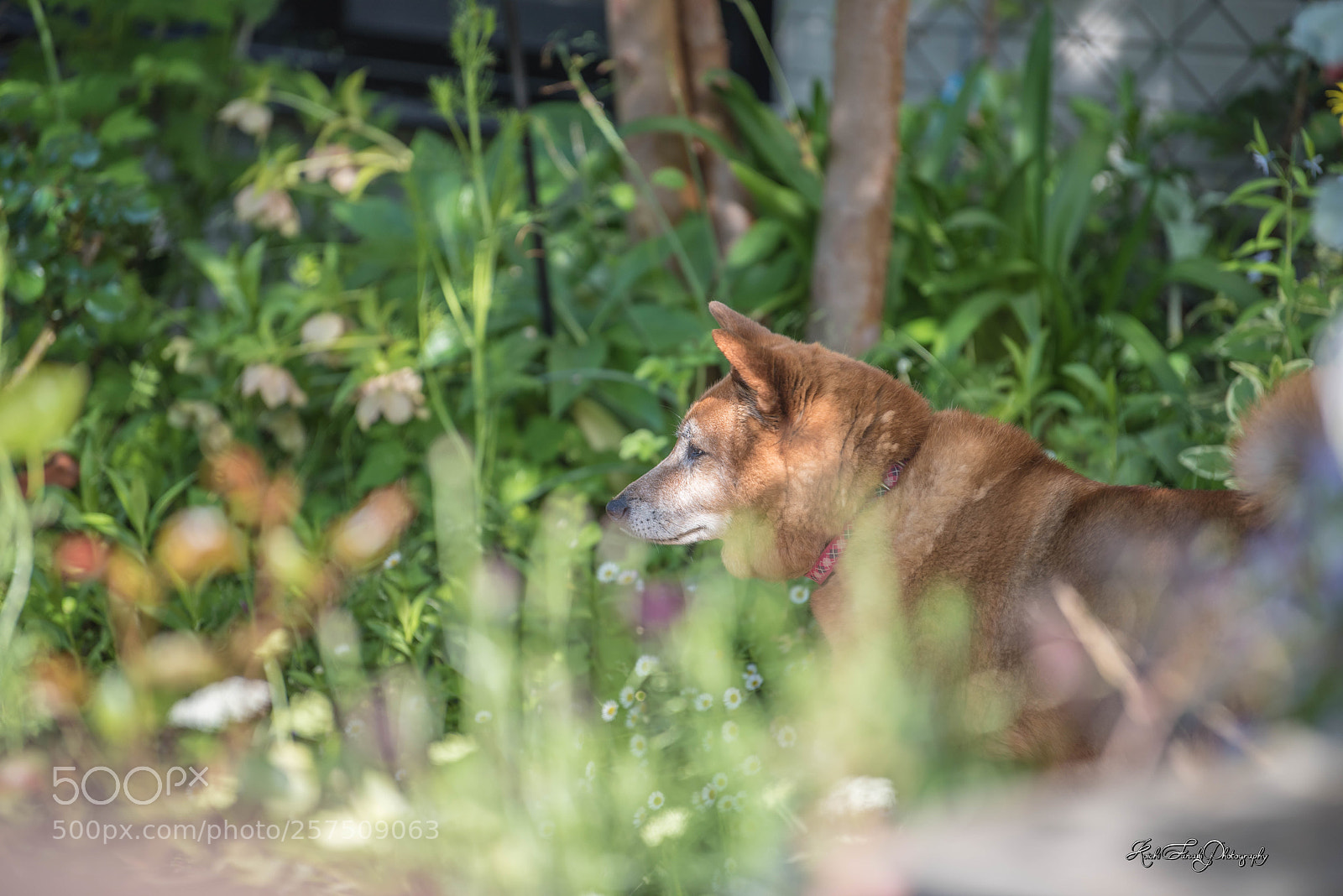 Nikon D810 sample photo. Next-door dog photography