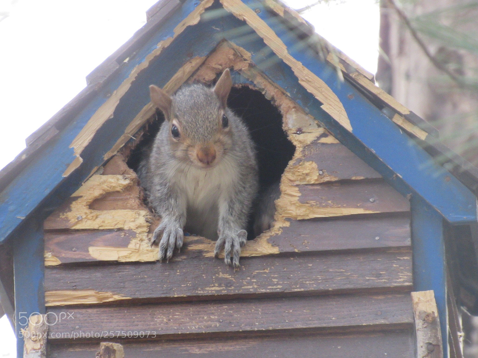 Canon PowerShot SX530 HS sample photo. Hi! photography