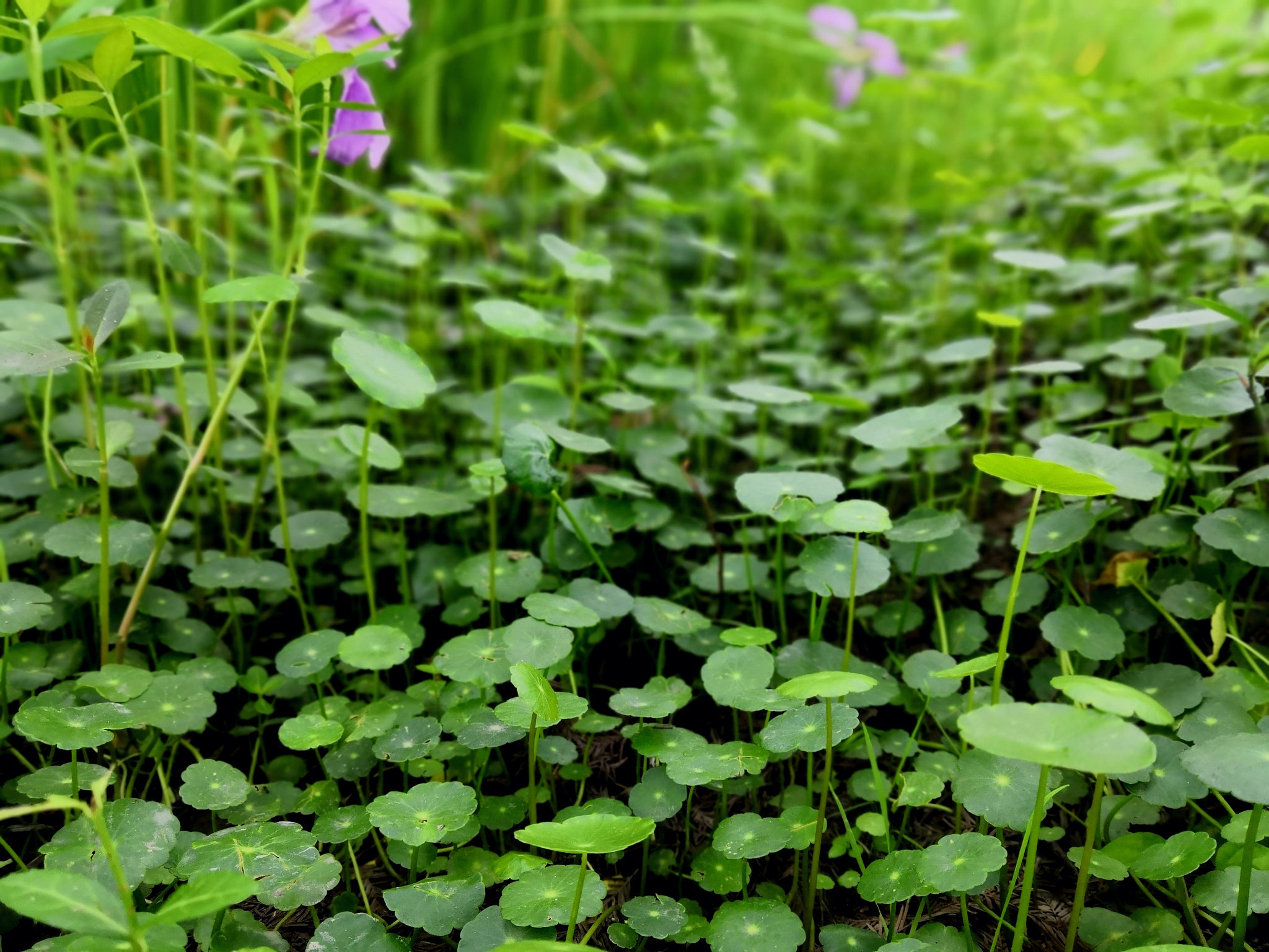 HUAWEI Honor 10 sample photo. New green leaves grass.. photography