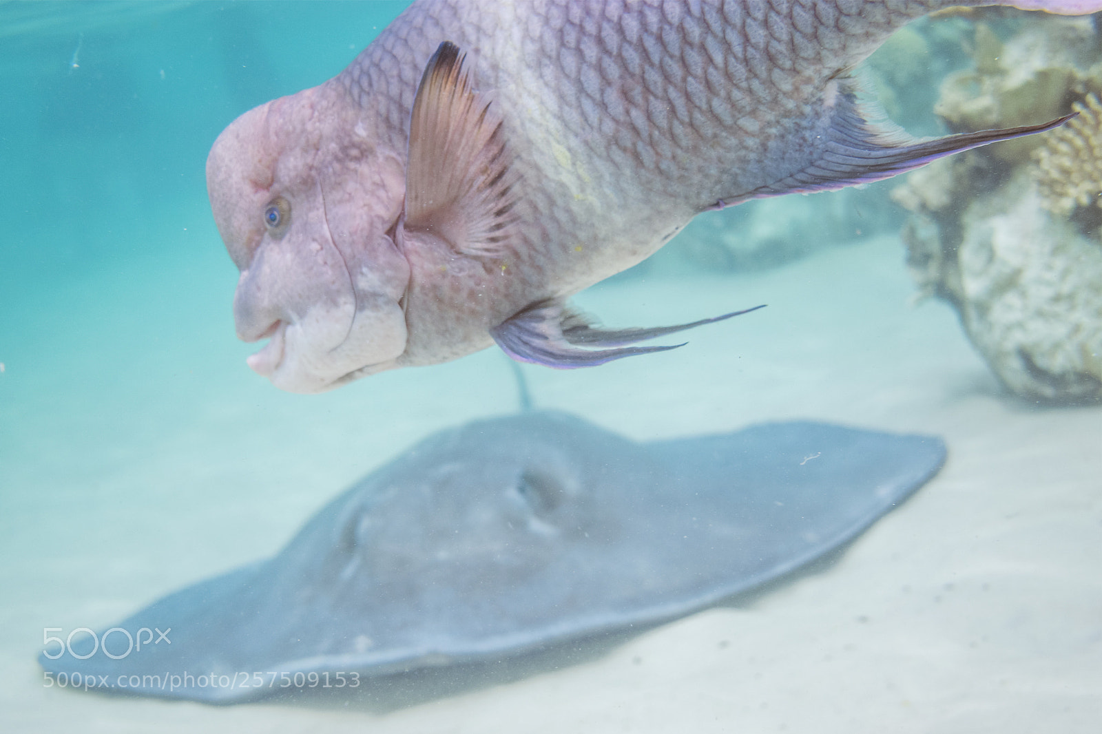 Nikon D3300 sample photo. Fish photobombing photography