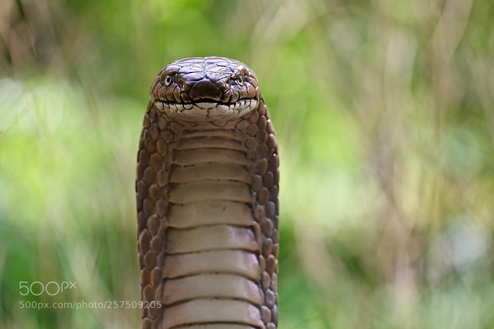 Canon EOS 70D sample photo. Cobra photography