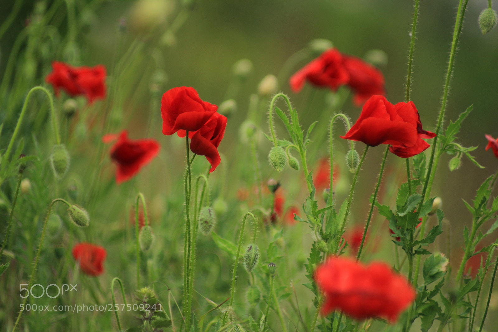 Canon EOS 550D (EOS Rebel T2i / EOS Kiss X4) sample photo. Poppies photography