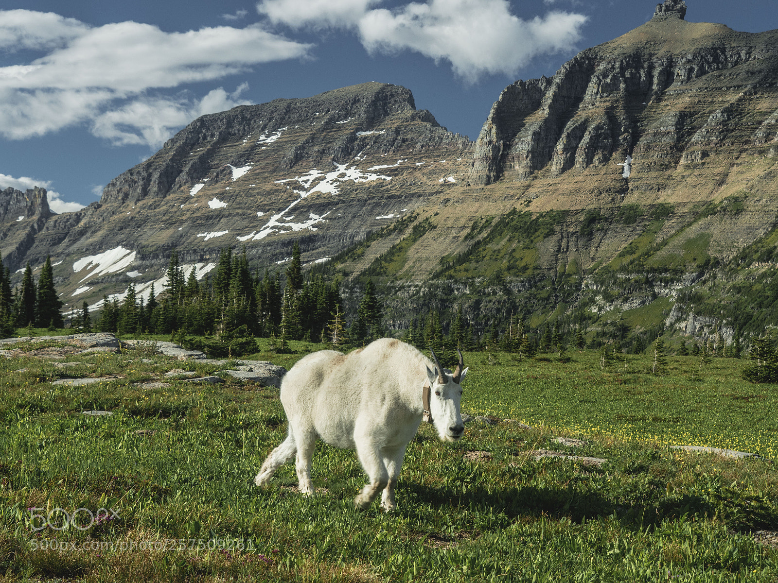 Olympus OM-D E-M5 II sample photo. Mountain goat photography