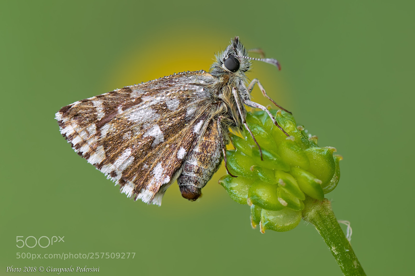 Canon EOS 7D Mark II sample photo. Pyrgus sp. photography