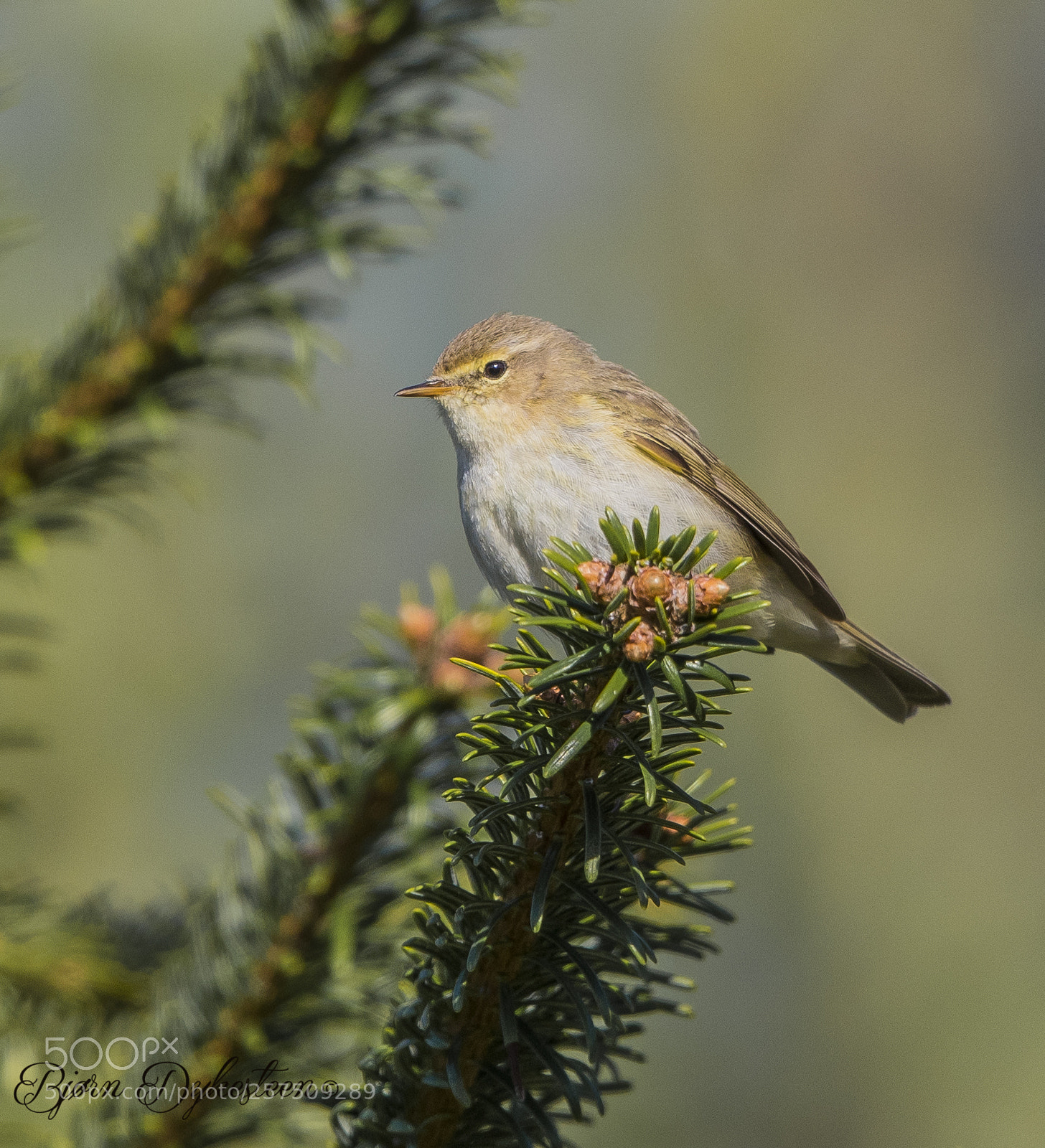 Canon EOS-1D X Mark II sample photo. Chiffchaff photography