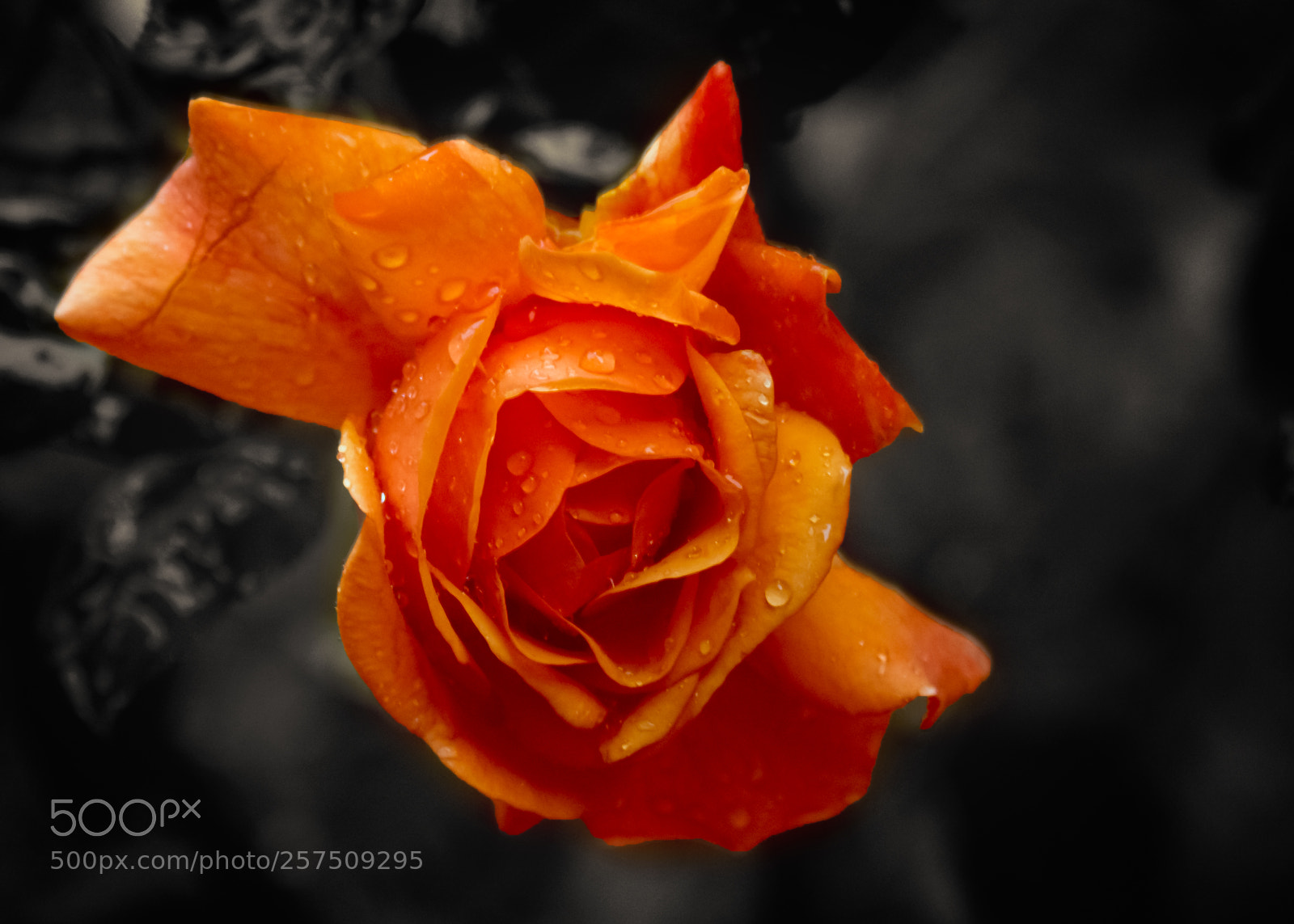 Nikon D5200 sample photo. Rainy rose photography