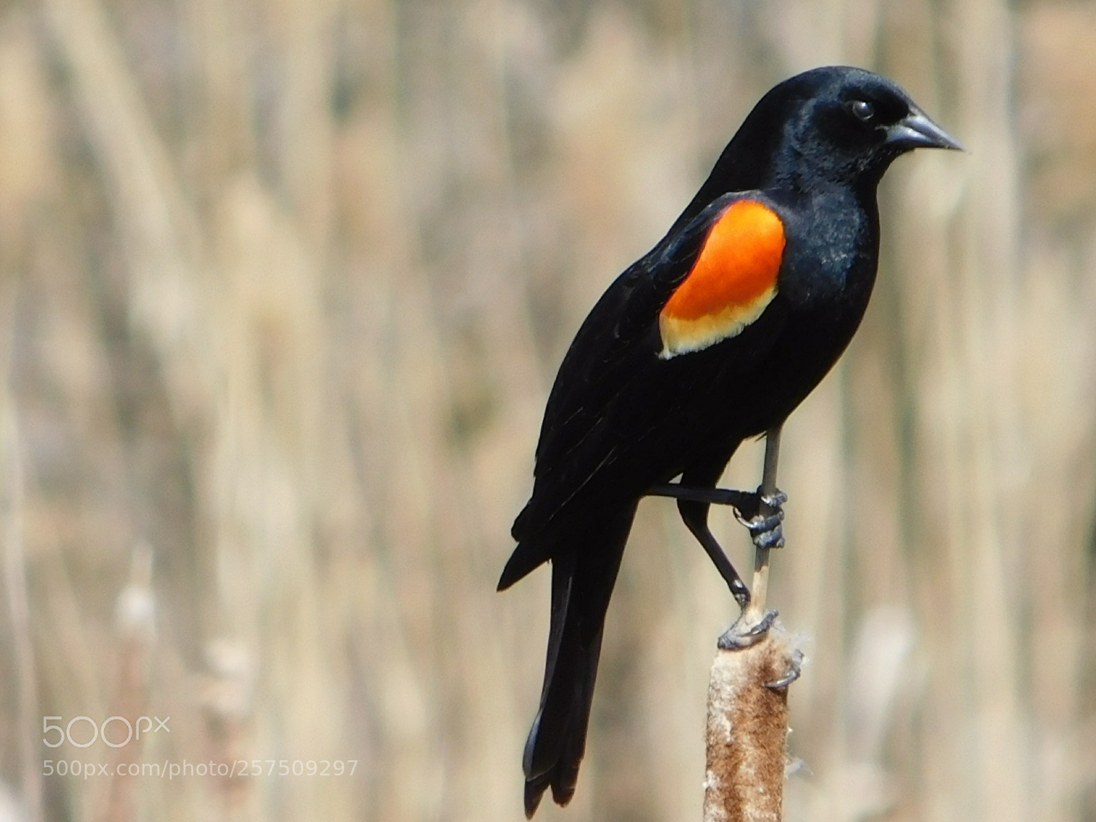 Nikon Coolpix B500 sample photo. Red winged black bird photography