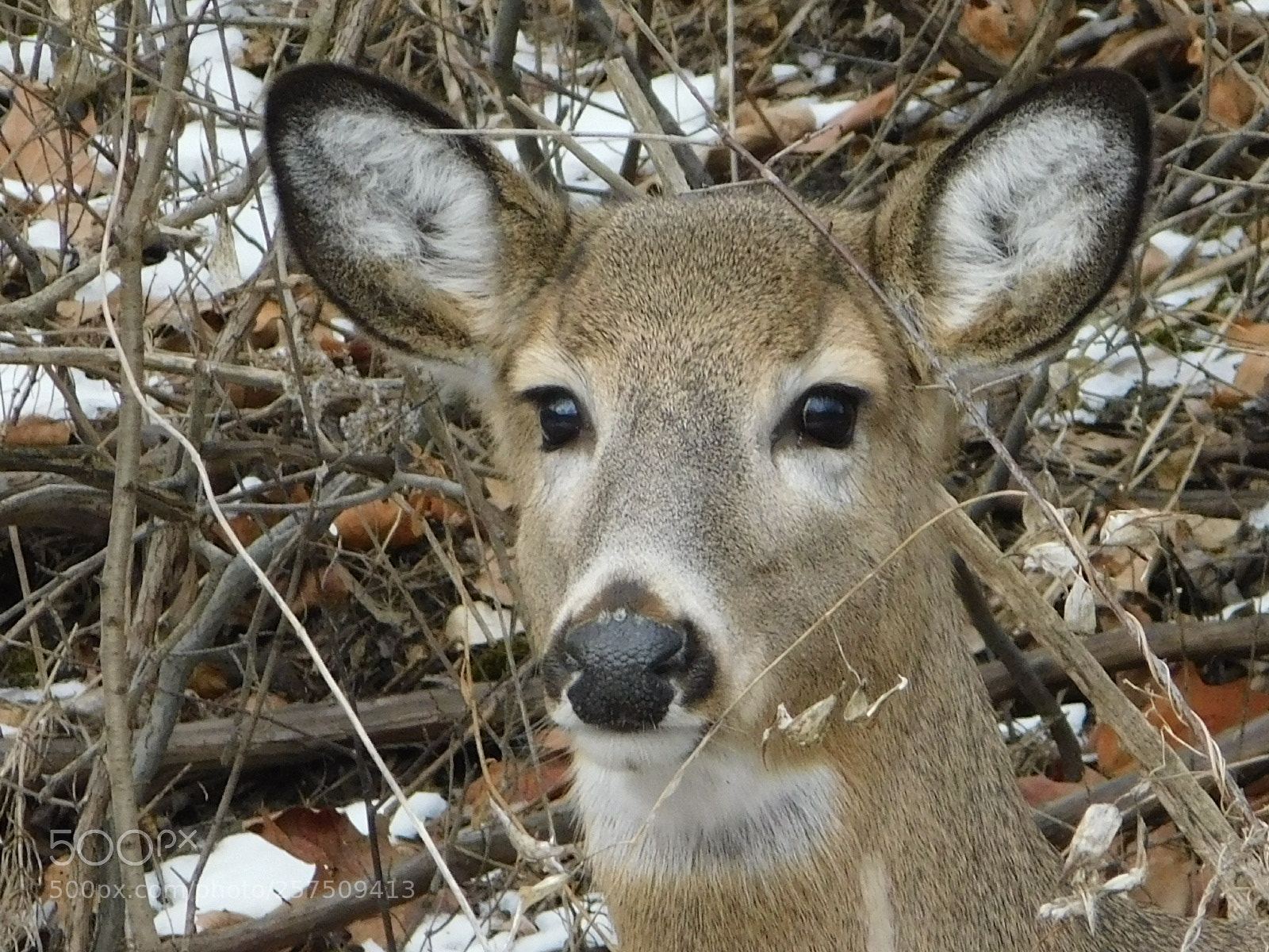 Nikon Coolpix B500 sample photo. Doe photography