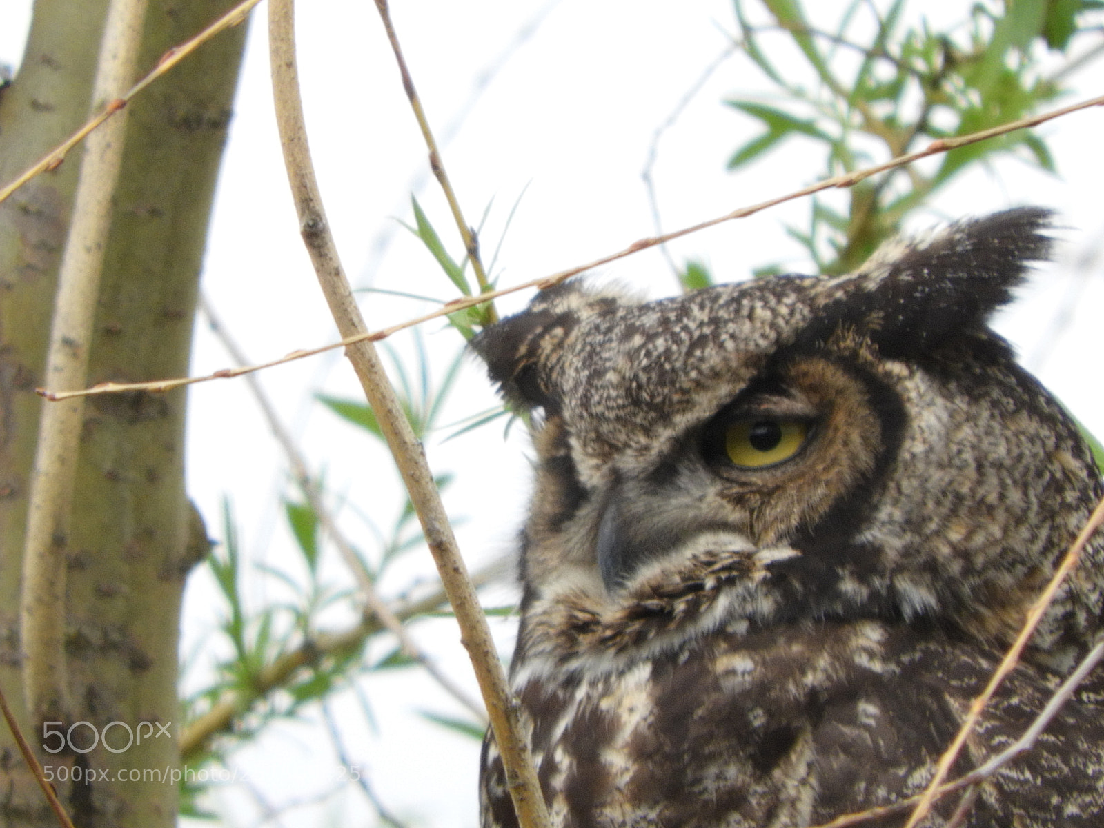 Nikon Coolpix B700 sample photo. The beak photography