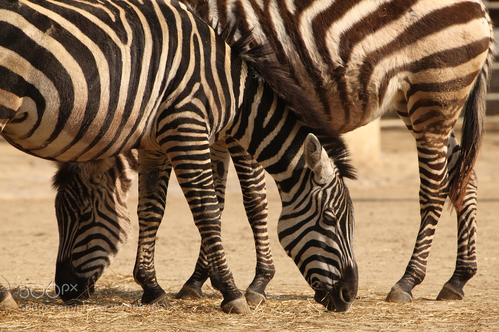 Canon EOS-1Ds Mark III sample photo. Two zebra in perfect photography