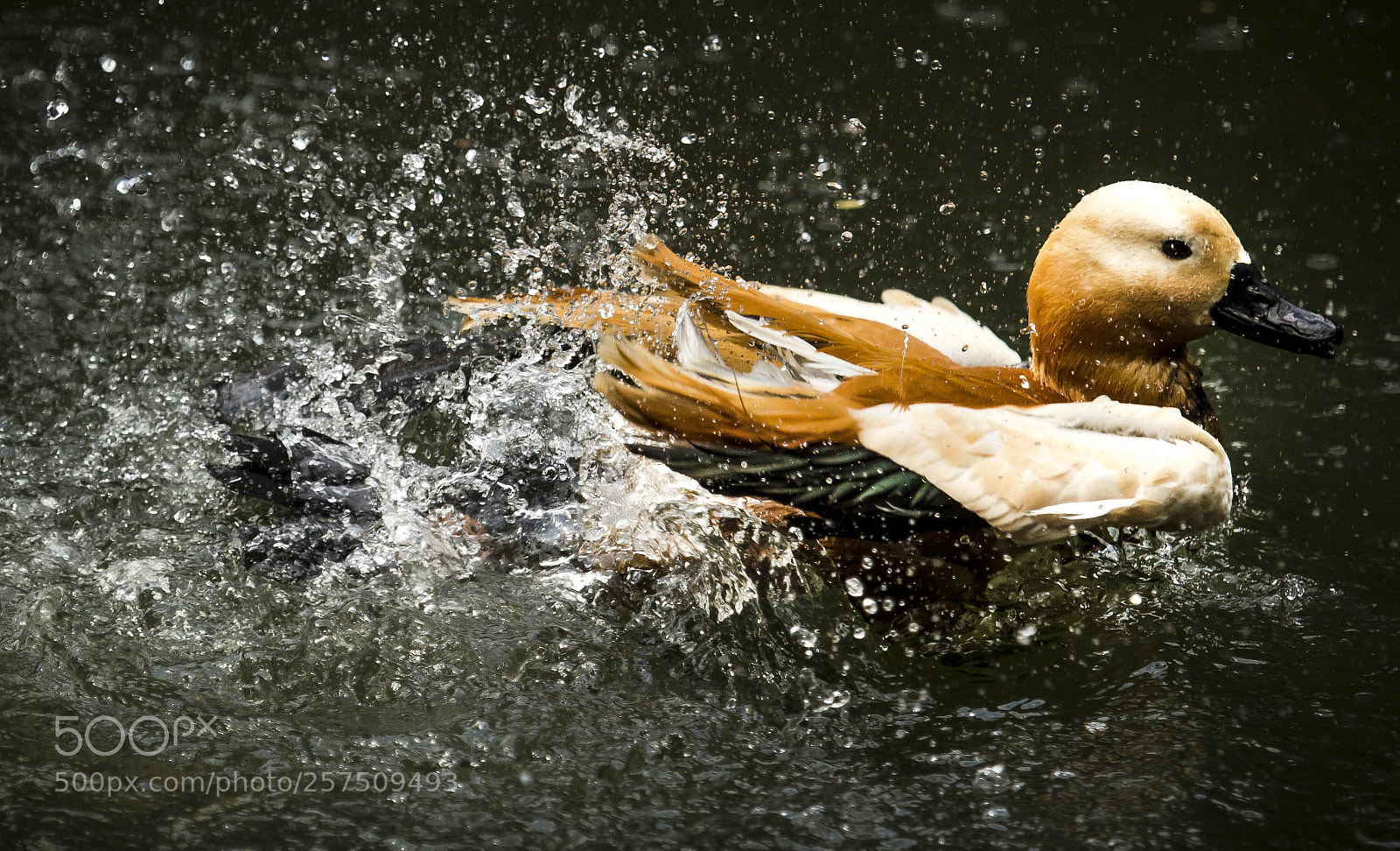 Canon EOS 60D sample photo. Duck photography