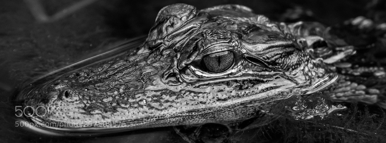 Canon EOS 60D sample photo. Mg photography