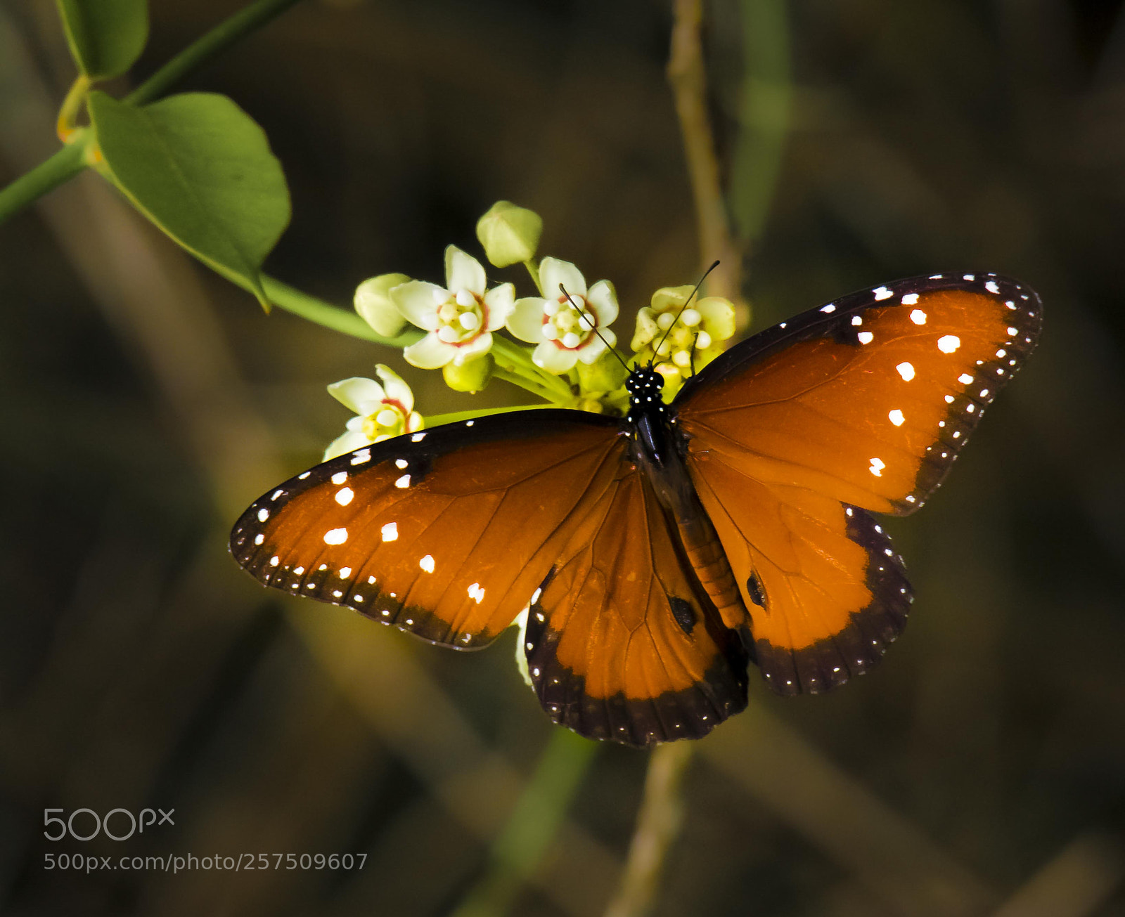 Canon EOS 60D sample photo. Mg photography