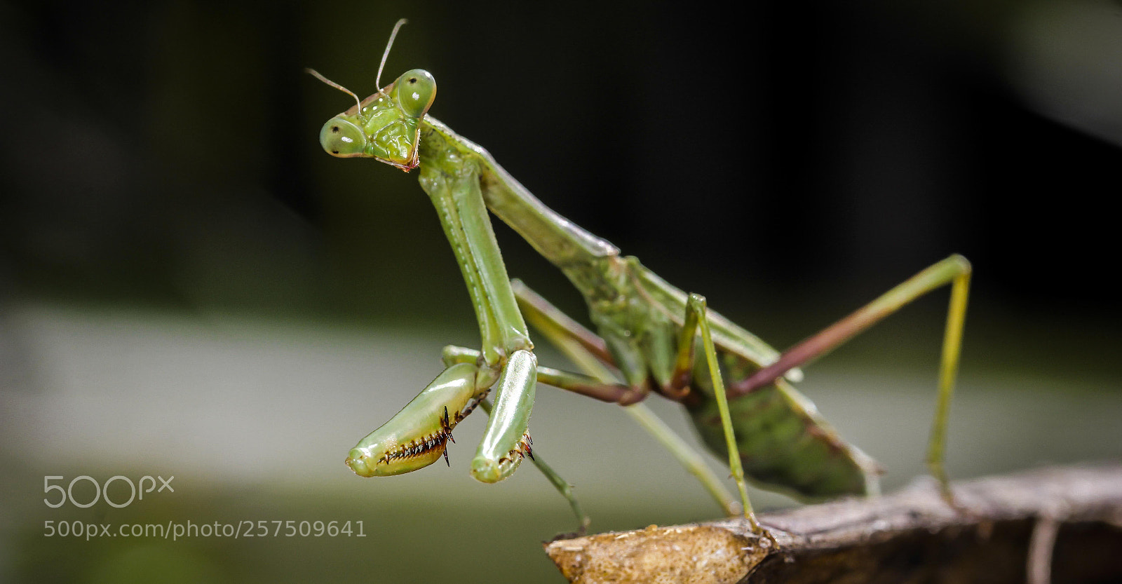 Canon EOS 60D sample photo. Img photography