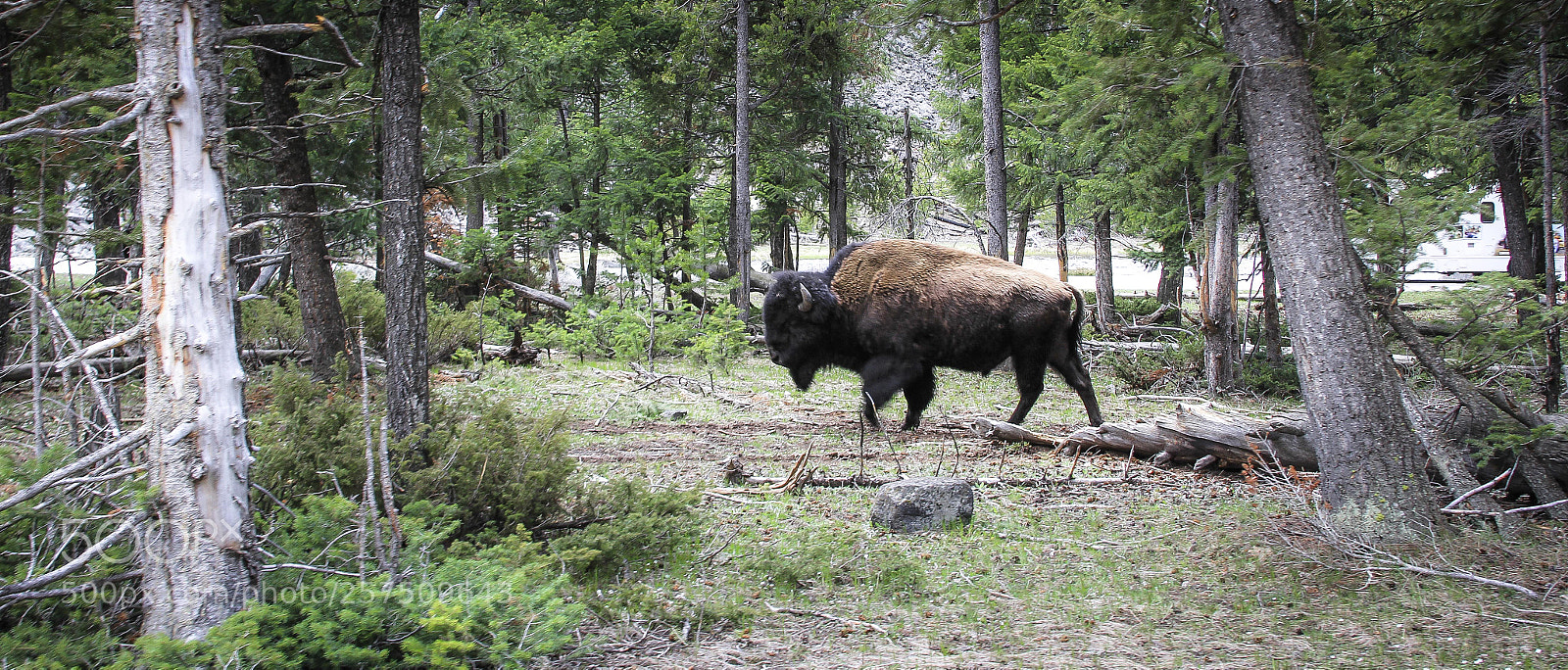Canon EOS 60D sample photo. Bison photography