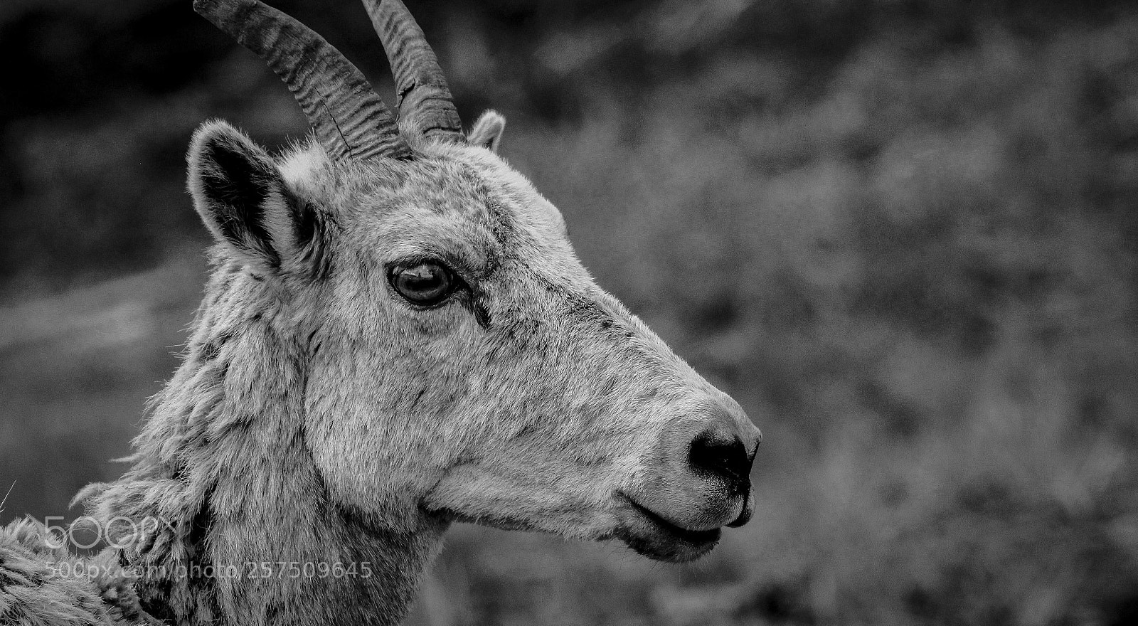Canon EOS 60D sample photo. Bighorn photography
