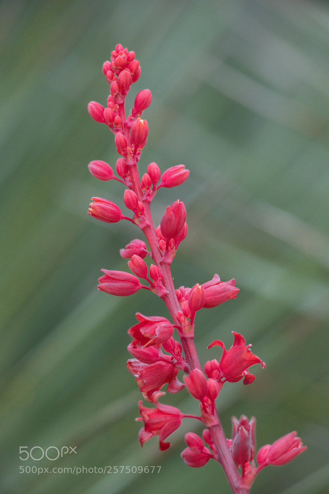Sony a7R III sample photo. Red yucca in bloom photography