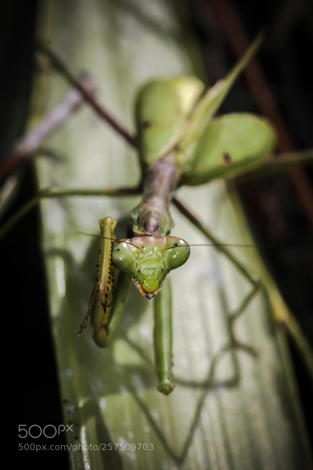 Canon EOS 60D sample photo. Img photography