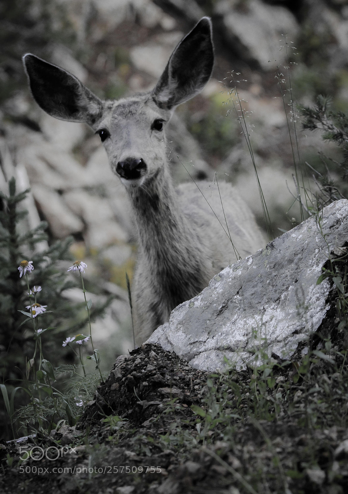 Canon EOS 60D sample photo. Img photography