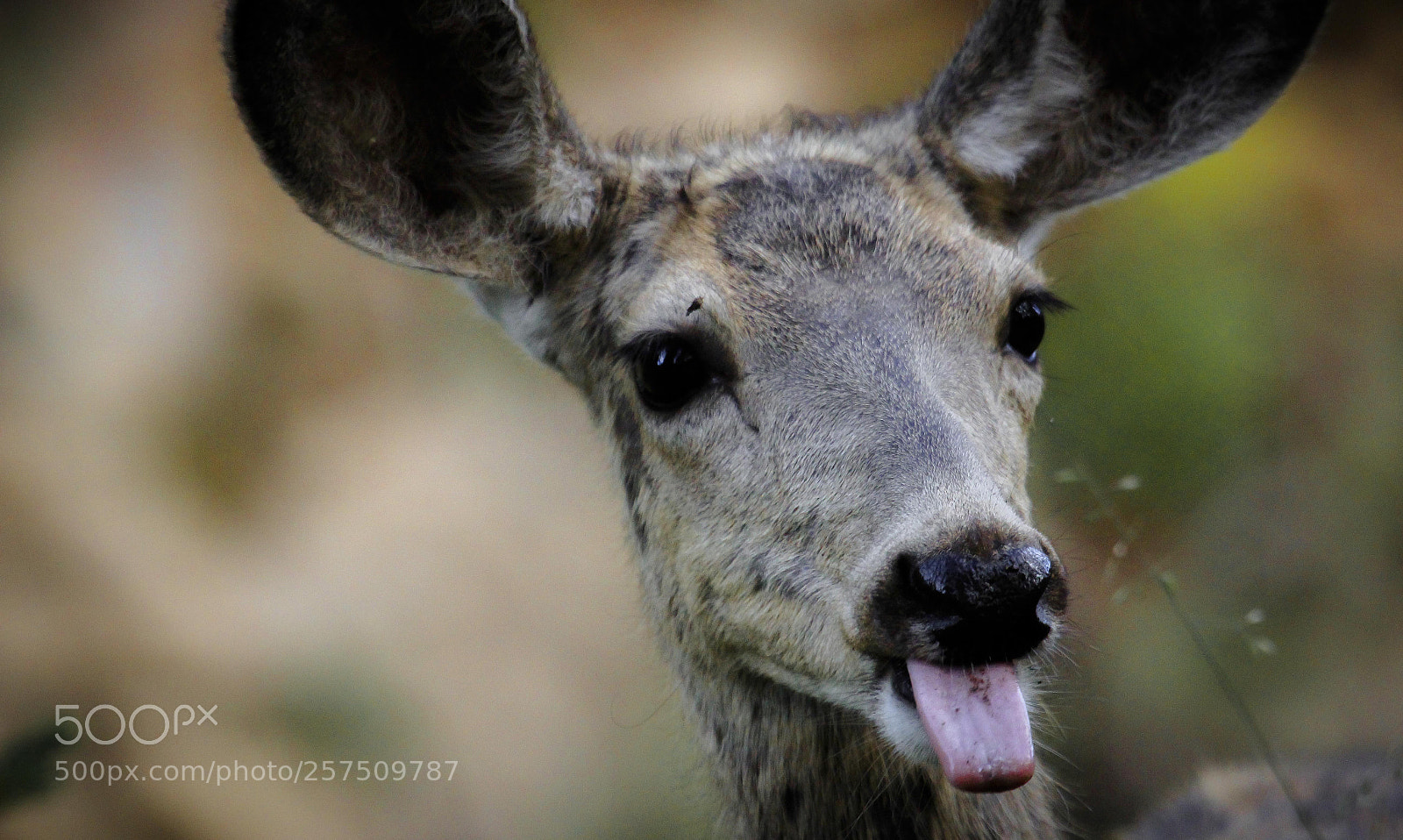 Canon EOS 60D sample photo. Img photography