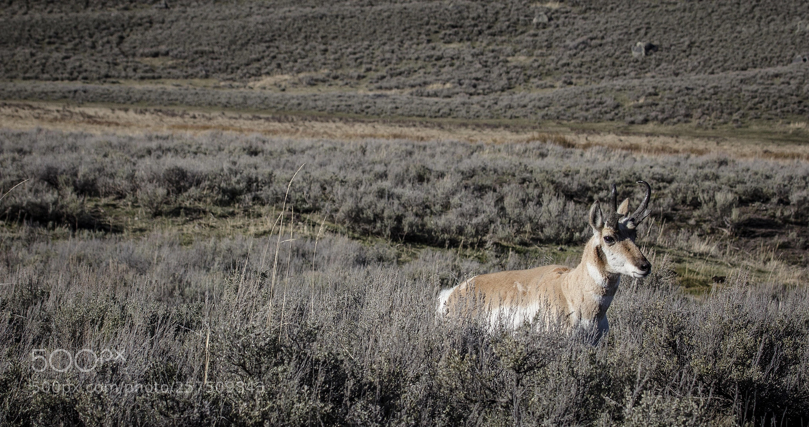 Canon EOS 60D sample photo. Prone horn photography