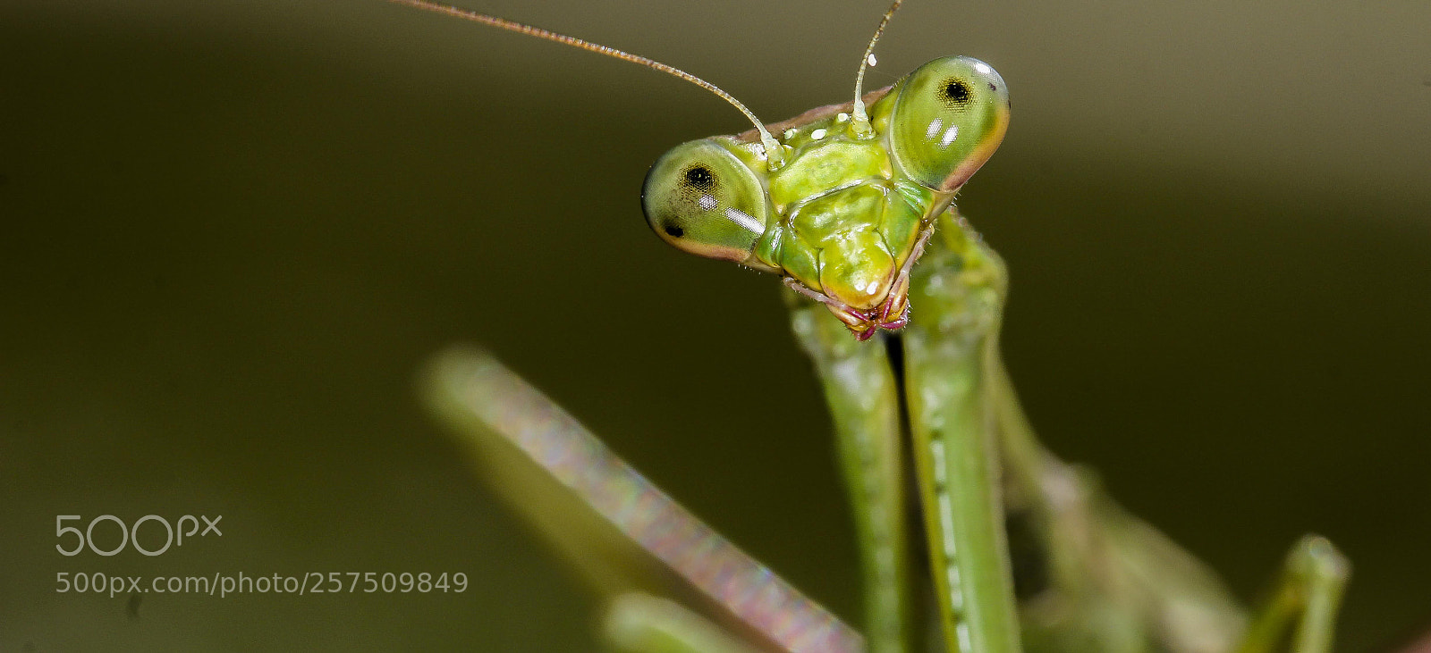 Canon EOS 60D sample photo. Prey mantis photography