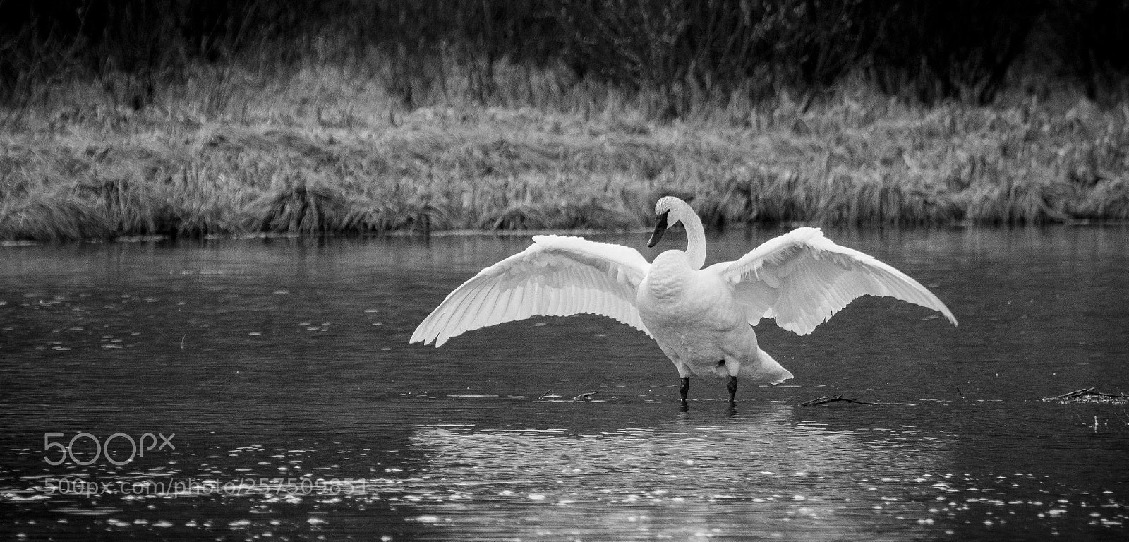 Canon EOS 60D sample photo. White swan photography