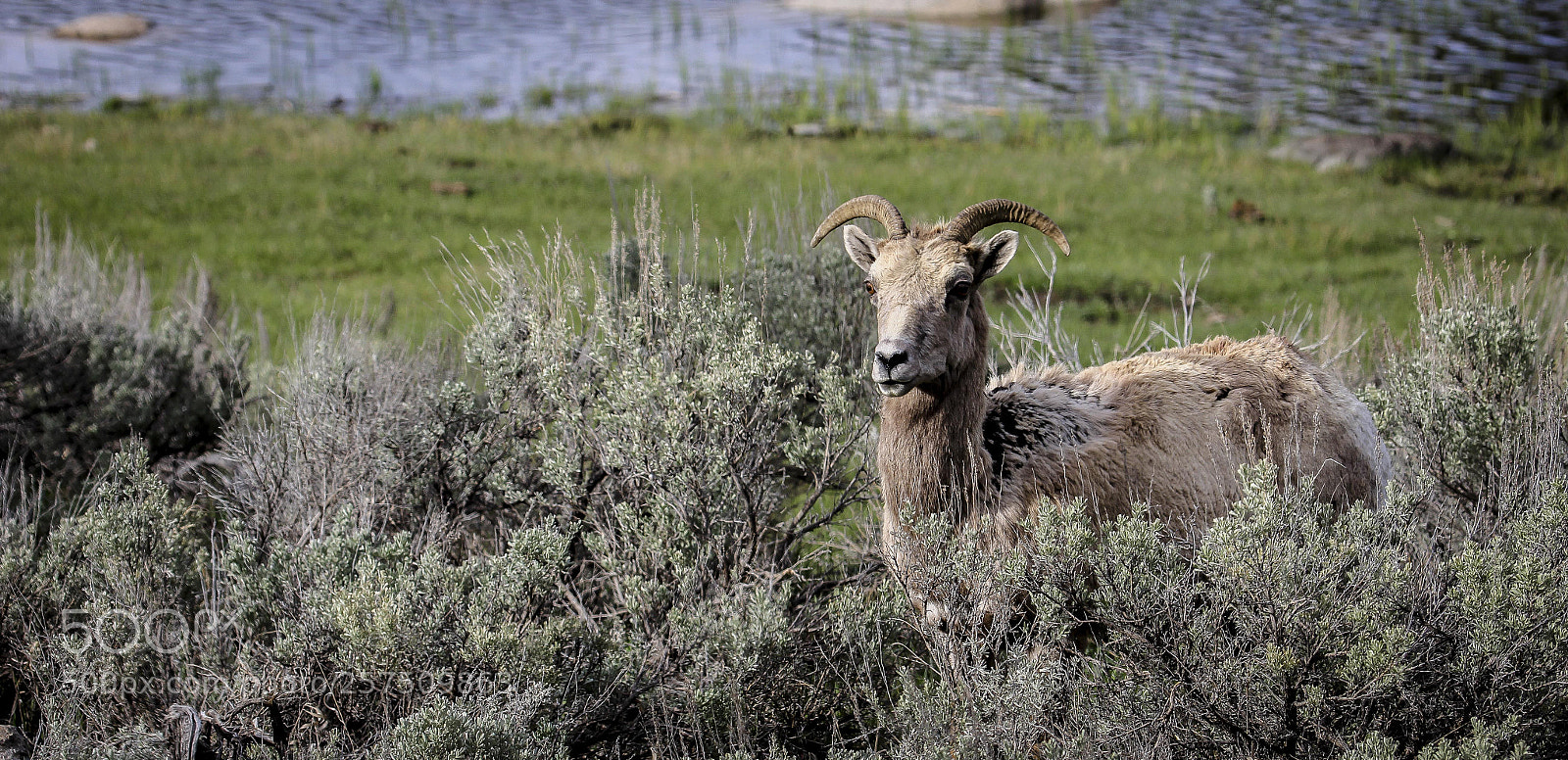 Canon EOS 60D sample photo. Big horn sheep photography