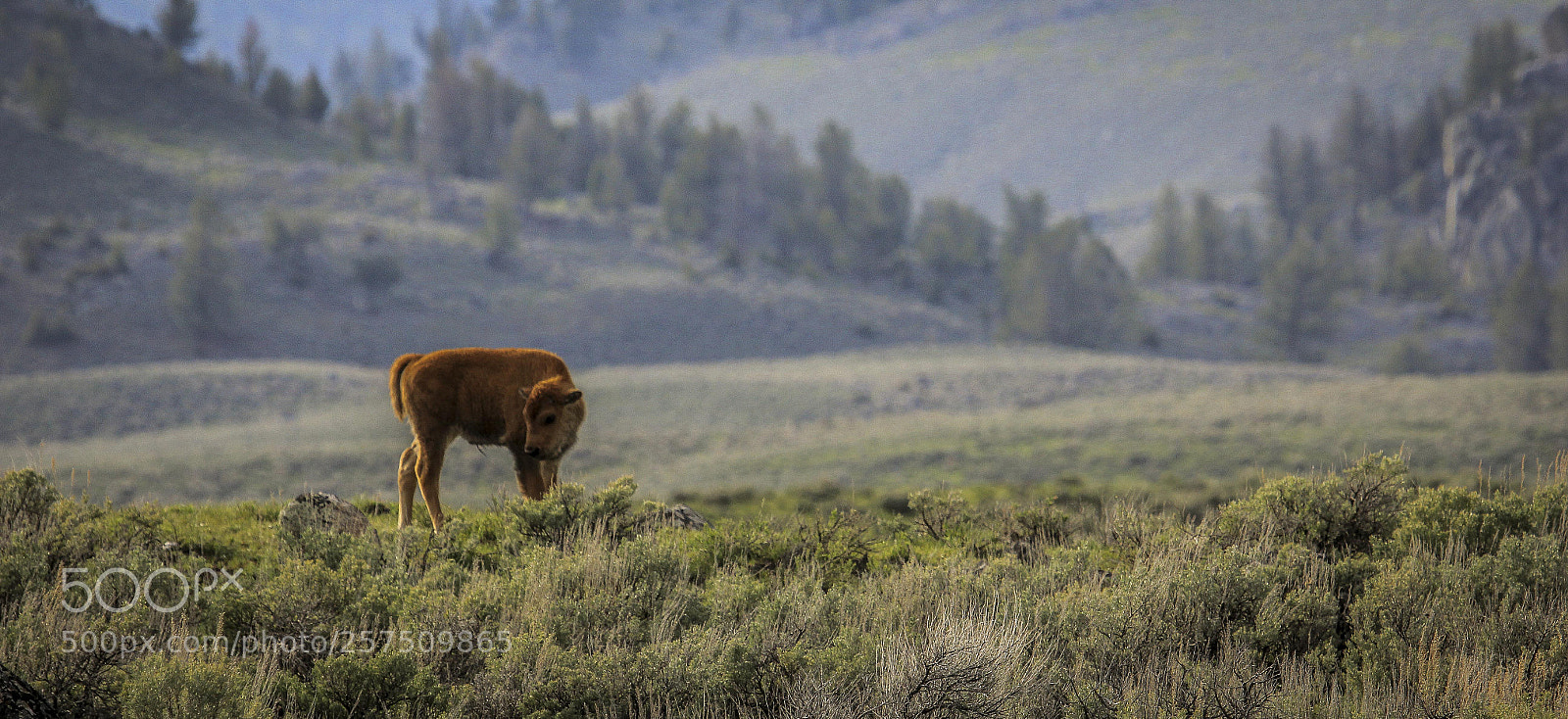 Canon EOS 60D sample photo. Baby bison photography