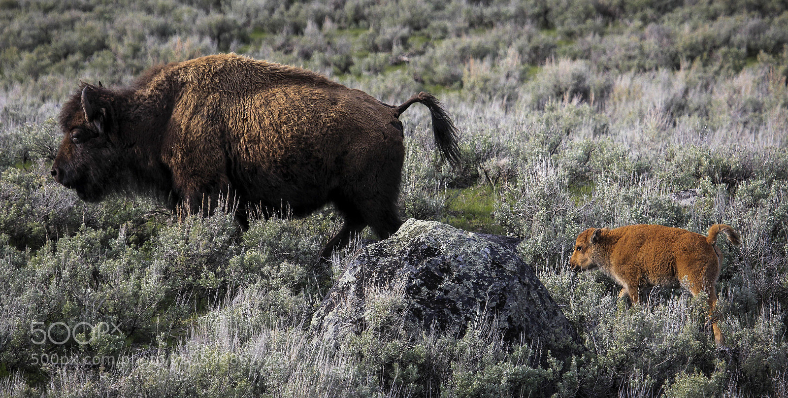 Canon EOS 60D sample photo. Bison & calf photography