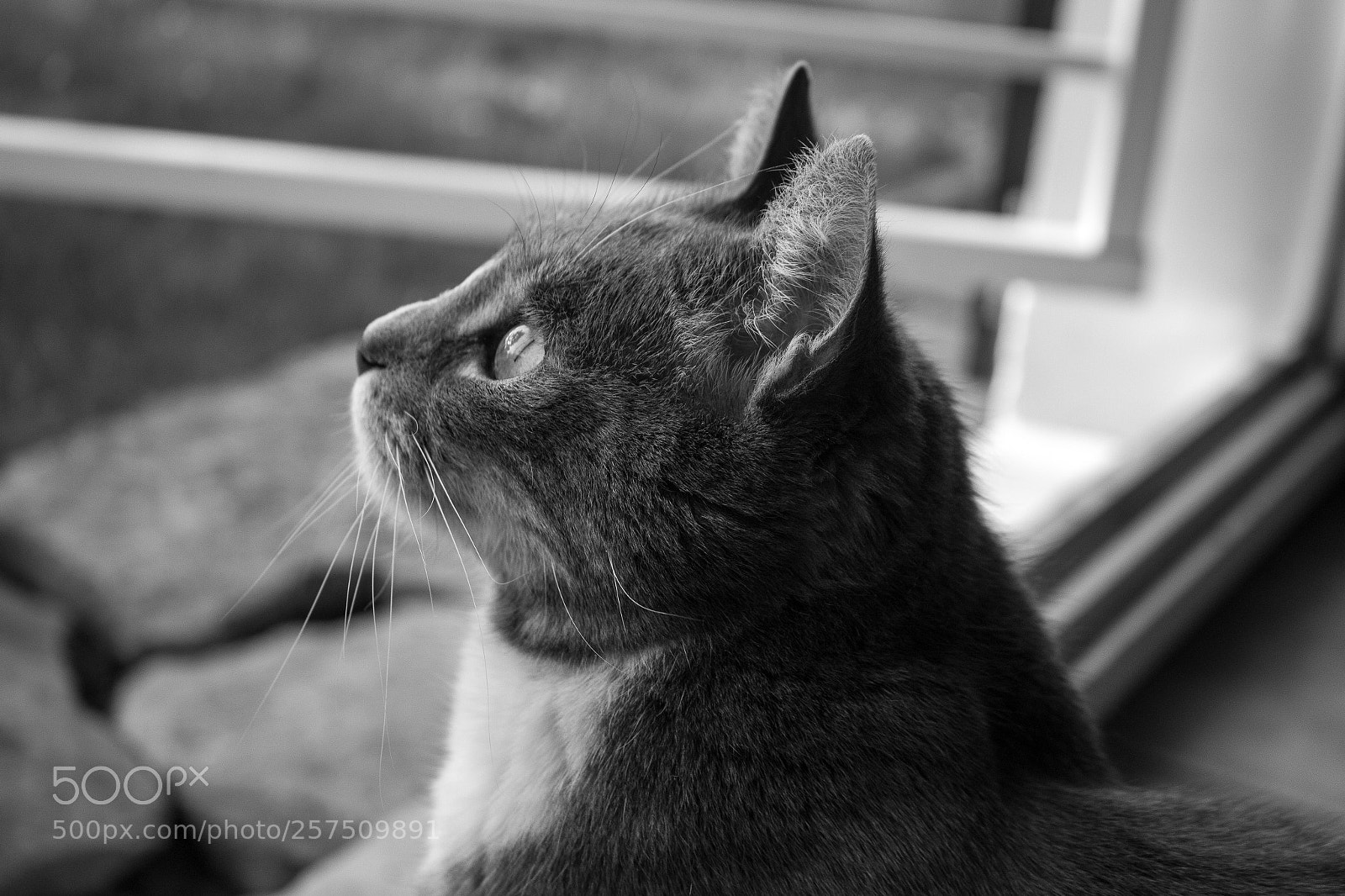 Canon EOS 700D (EOS Rebel T5i / EOS Kiss X7i) sample photo. Gavroche photography