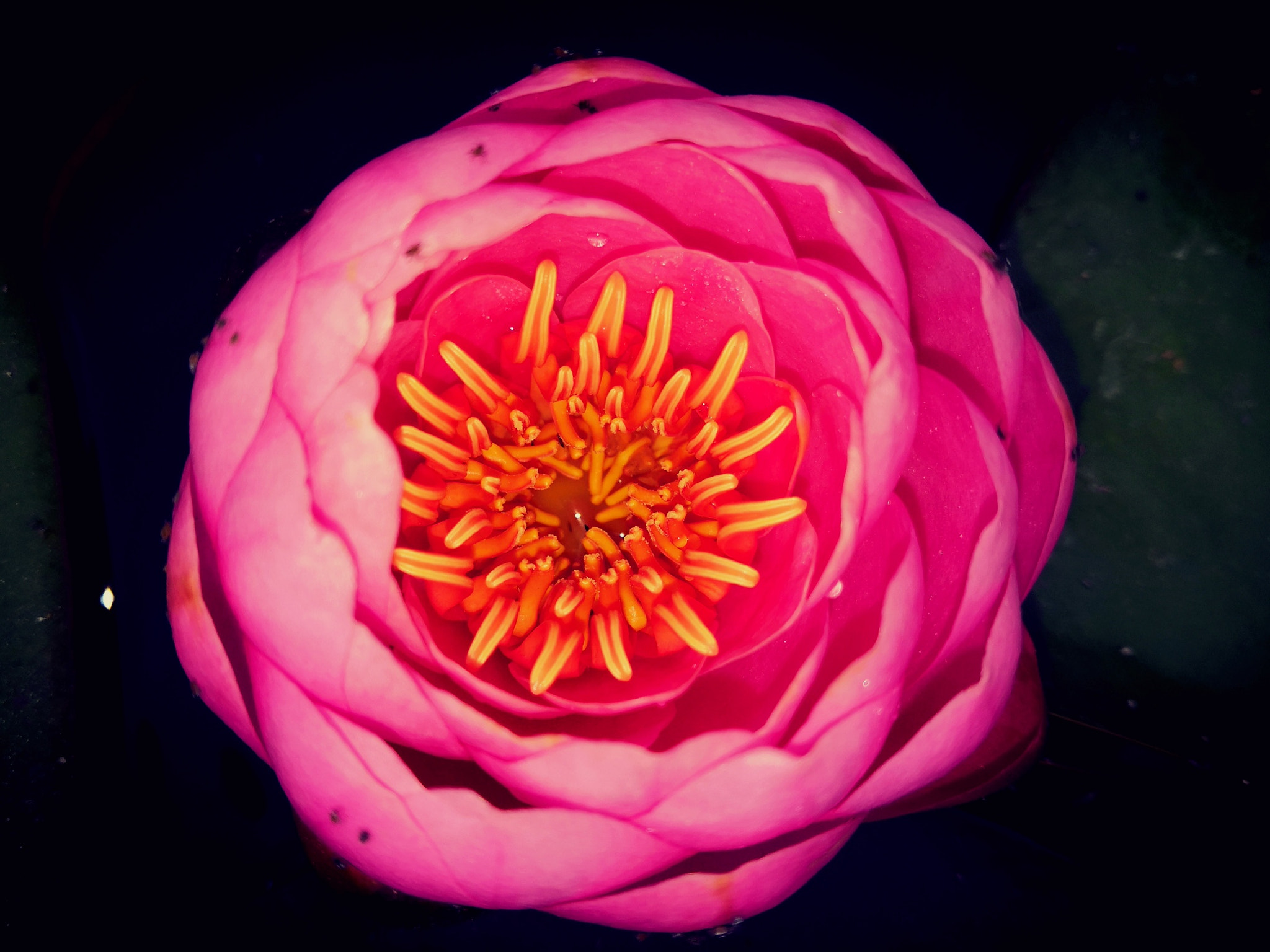 HUAWEI Honor 10 sample photo.  lotus photography