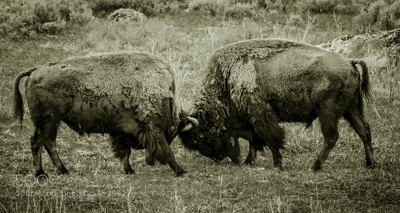 Canon EOS 60D sample photo. Fighting bison photography