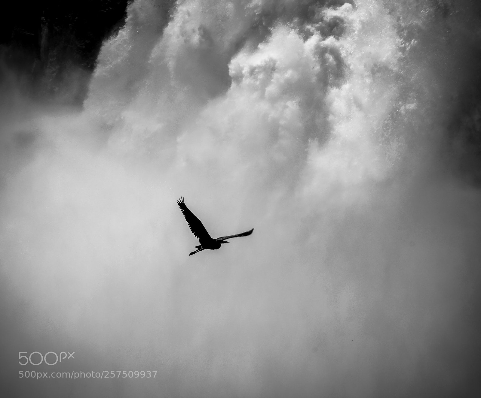 Canon EOS 60D sample photo. Flying crane photography