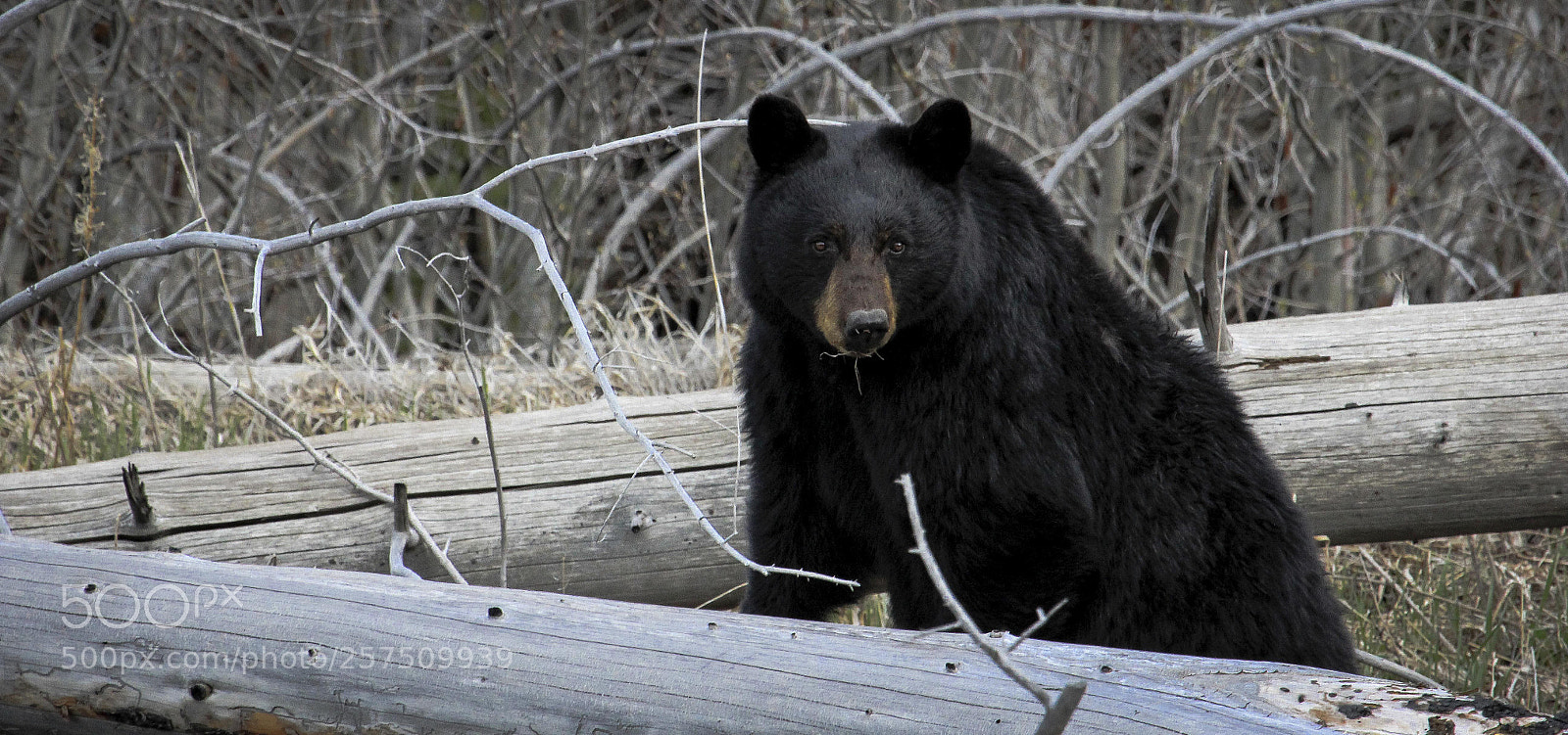 Canon EOS 60D sample photo. Black bear photography
