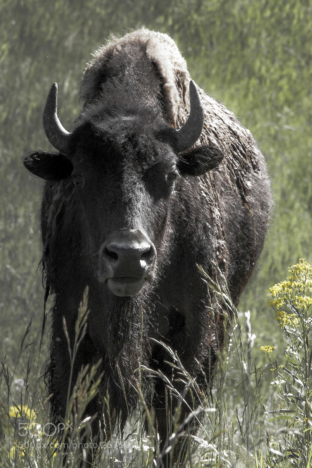 Canon EOS 60D sample photo. Bison photography