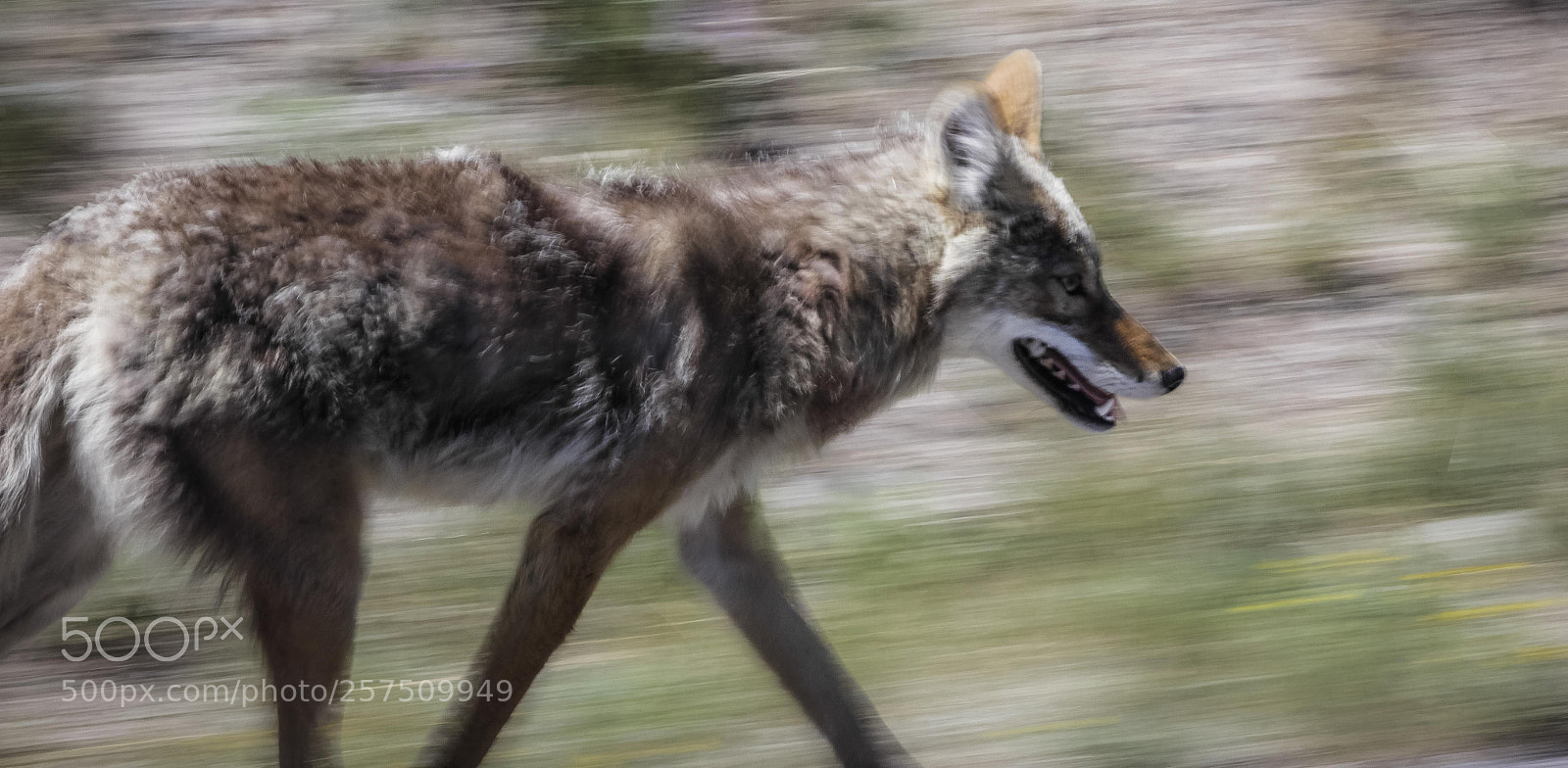 Canon EOS 60D sample photo. Coyote photography