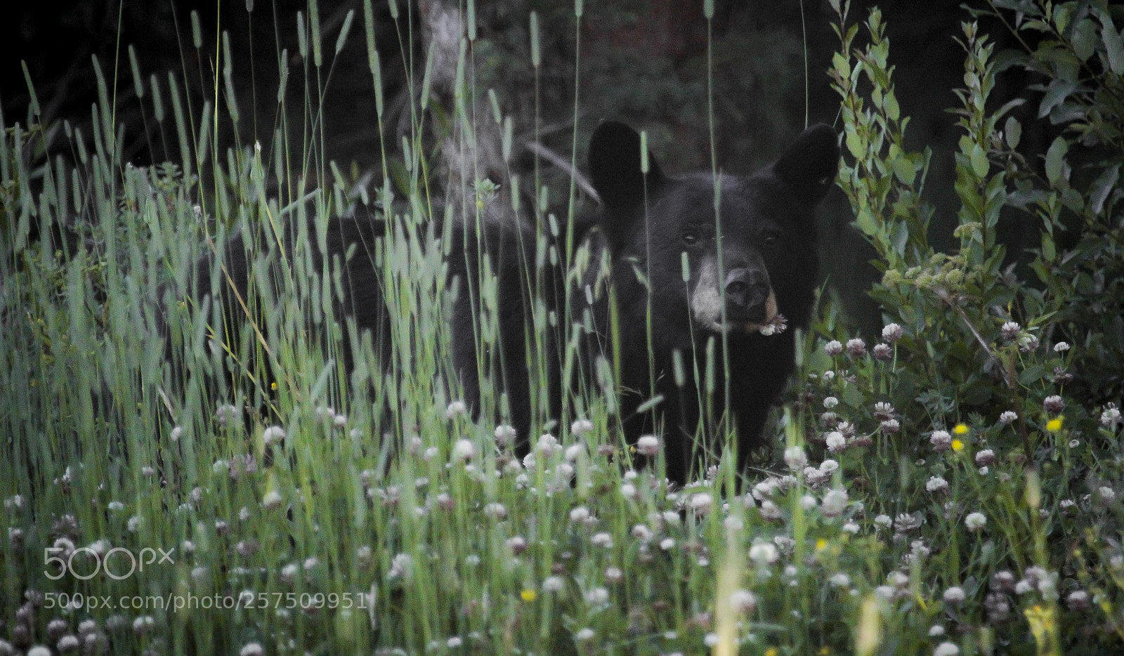 Canon EOS 60D sample photo. Black bear photography