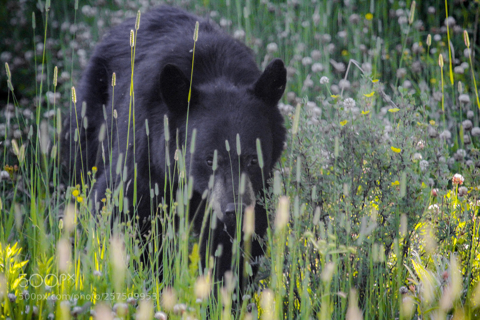 Canon EOS 60D sample photo. Black bear photography