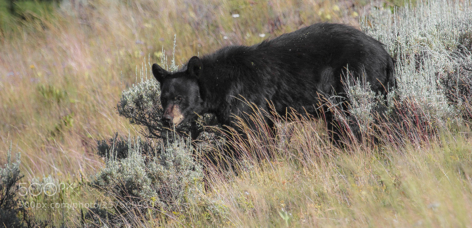 Canon EOS 60D sample photo. Black bear photography