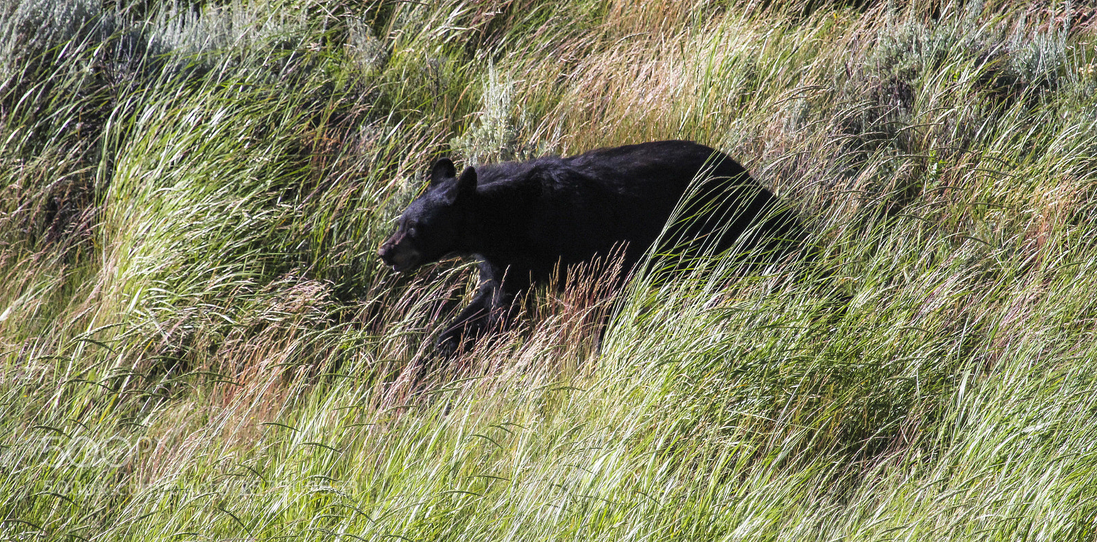 Canon EOS 60D sample photo. Black bear photography