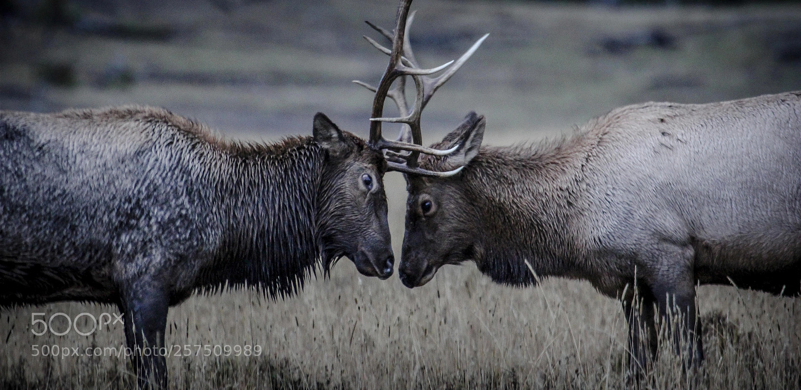 Canon EOS 60D sample photo. Elk headbutting photography