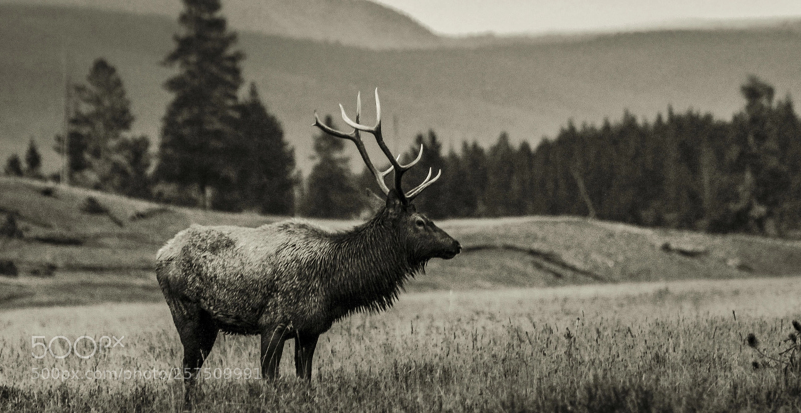 Canon EOS 60D sample photo. Elk photography