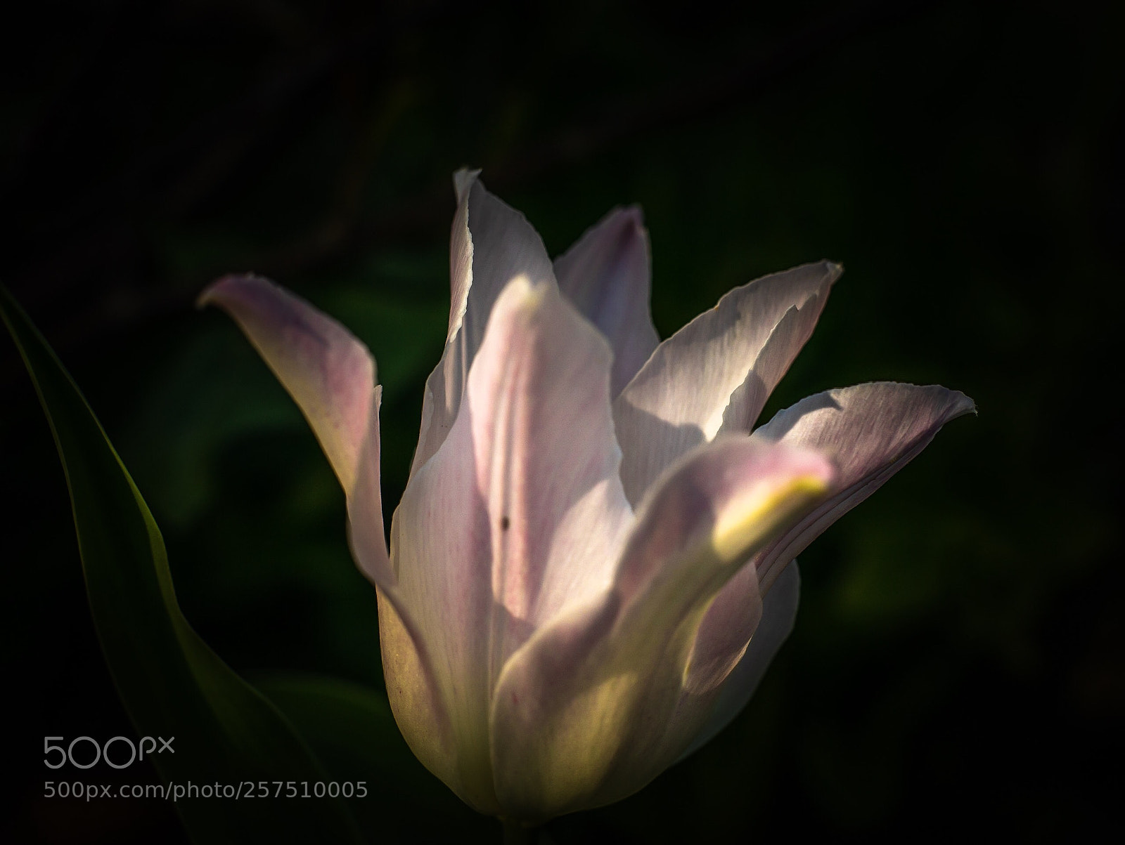 Sony a7R sample photo. Tulip  photography