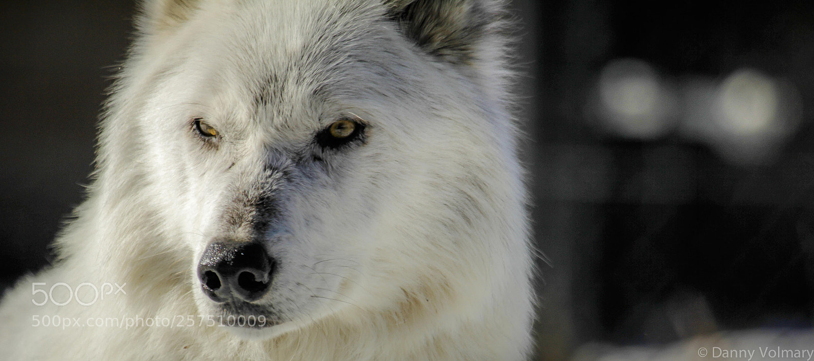 Canon EOS 60D sample photo. Wolf photography