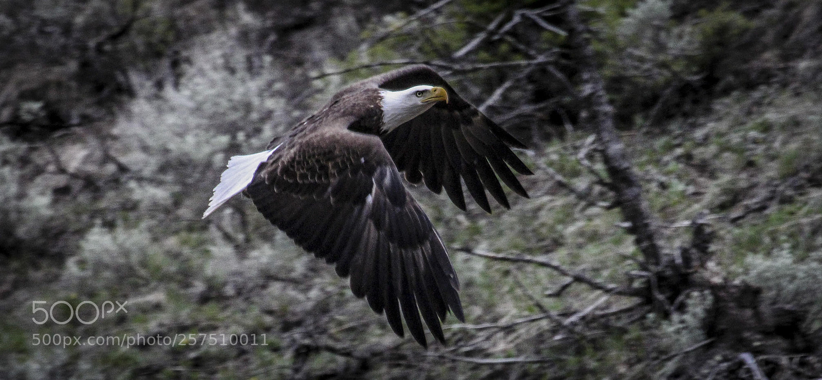 Canon EOS 60D sample photo. Eagle photography
