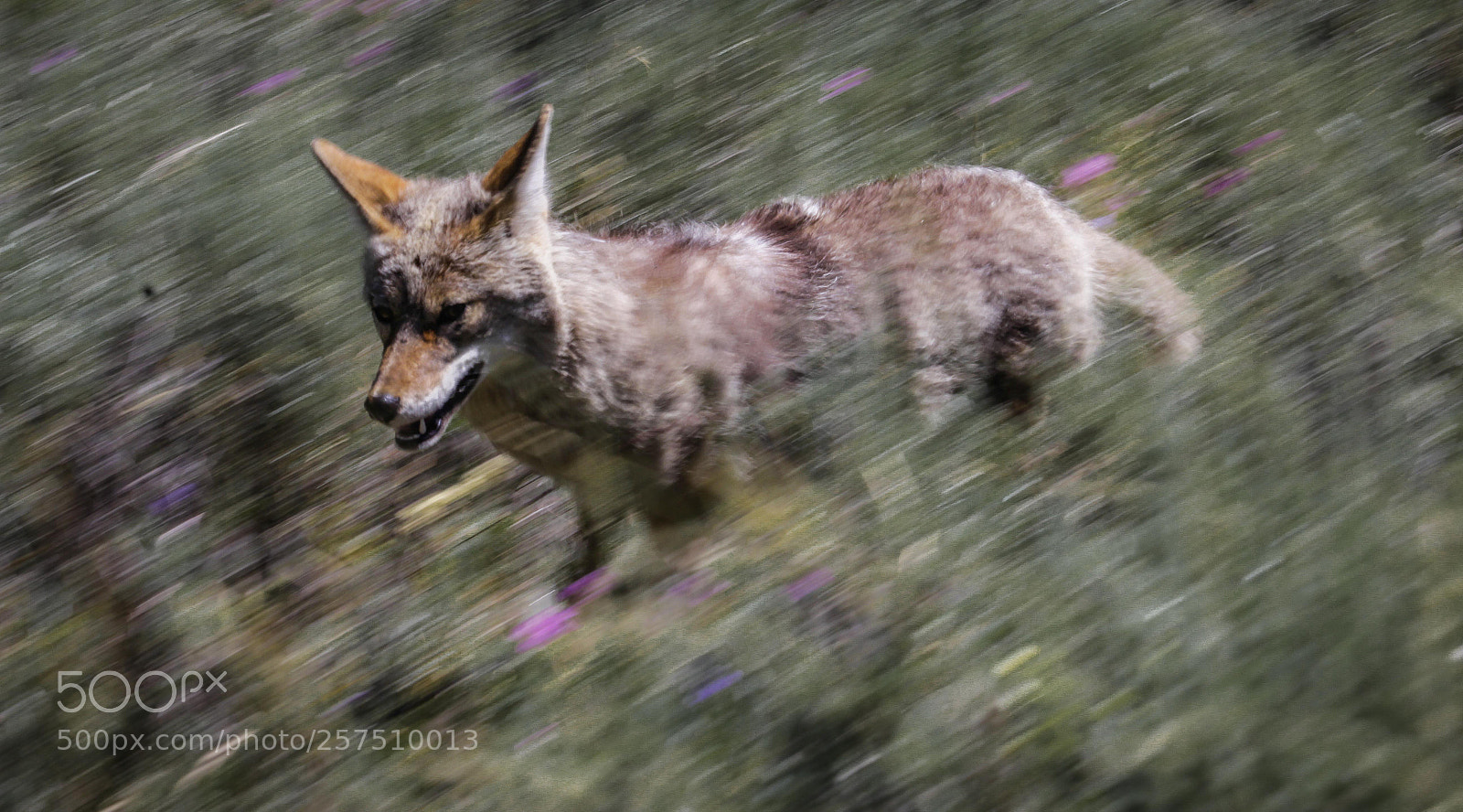 Canon EOS 60D sample photo. Coyote photography
