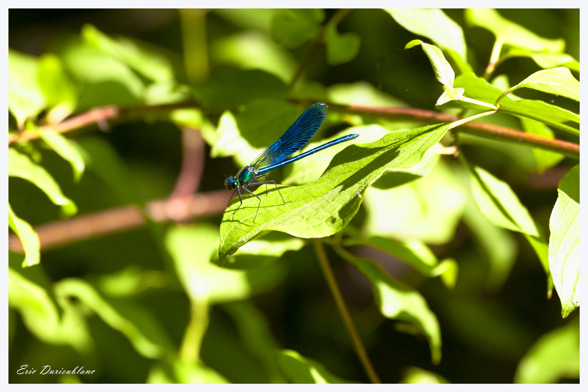 Canon EOS-1D Mark II sample photo